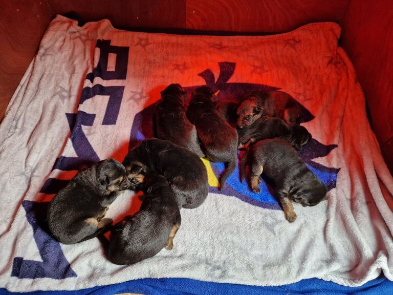 German Shepherd pups for sale in Londonderry, County Londonderry