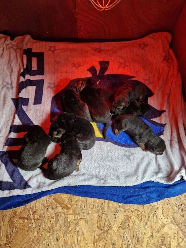 German Shepherd pups for sale in Londonderry, County Londonderry - Image 2