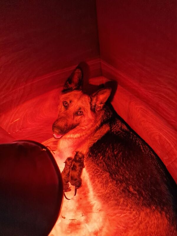 German Shepherd pups for sale in Londonderry, County Londonderry | Image 3