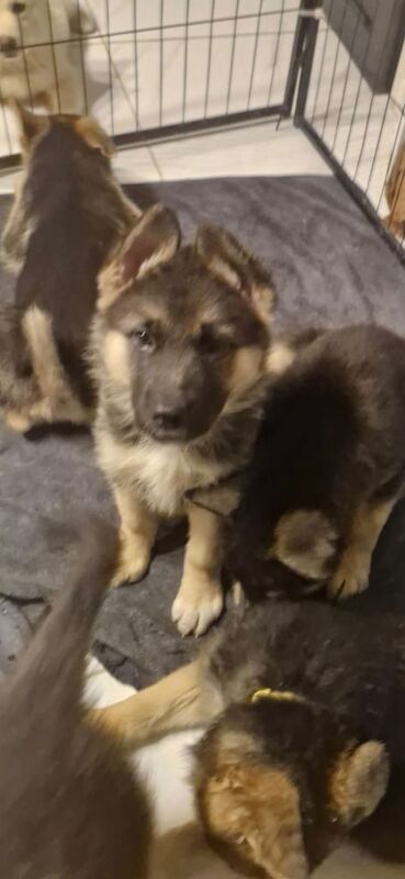 German shepherd pups for sale in Dunmurry, County Antrim