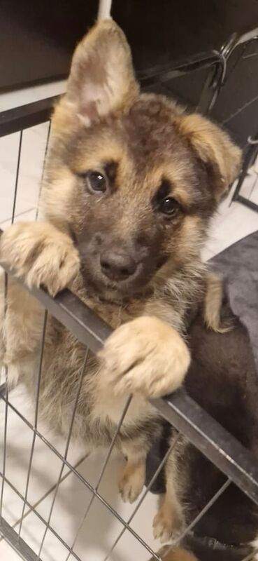 German Shepherd puppies for sale in Dunmurry, County Antrim – 9 months old - Image 2 of 3