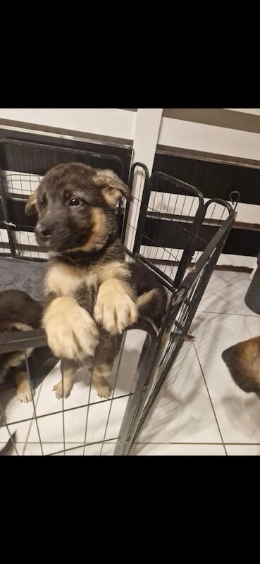 German Shepherd puppies for sale in Dunmurry, County Antrim – 9 months old - Image 3 of 3