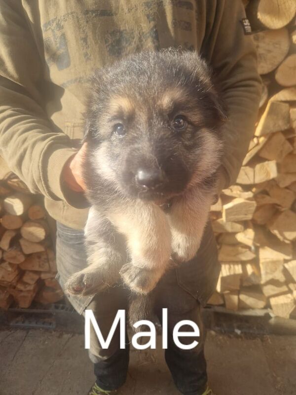 German shepherd pups for sale in Bacup, Lancashire
