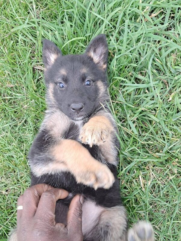 German Shepherd puppies for sale in Fraserburgh, Aberdeenshire – 8 weeks old