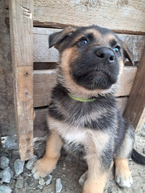 German Shepherd puppies for sale in Fraserburgh, Aberdeenshire – 11 weeks old - Image 2 of 3