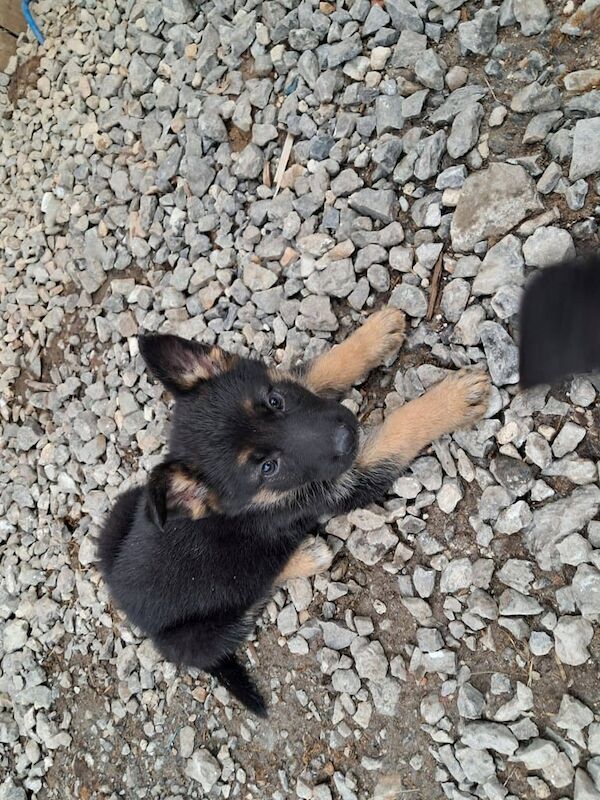 German Shepherd puppies for sale in Fraserburgh, Aberdeenshire – 11 weeks old - Image 3 of 3
