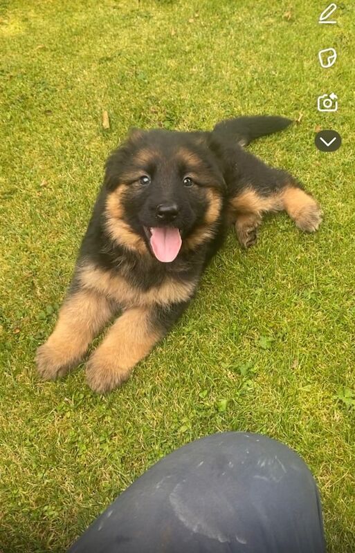 German Shepherd puppies for sale in Newry, County Armagh – KC registered, 11 weeks old - Image 2 of 3