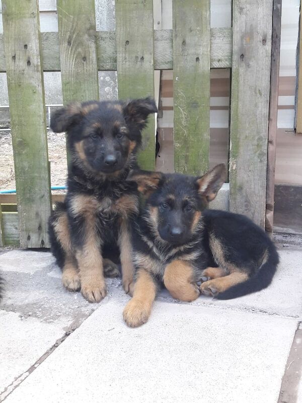 German Shepherd puppies for sale in Omagh, County Tyrone – 9 weeks old