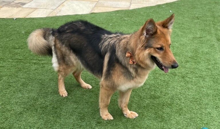 German Shepherd puppies for sale in Rugby, Warwickshire – 2 days old