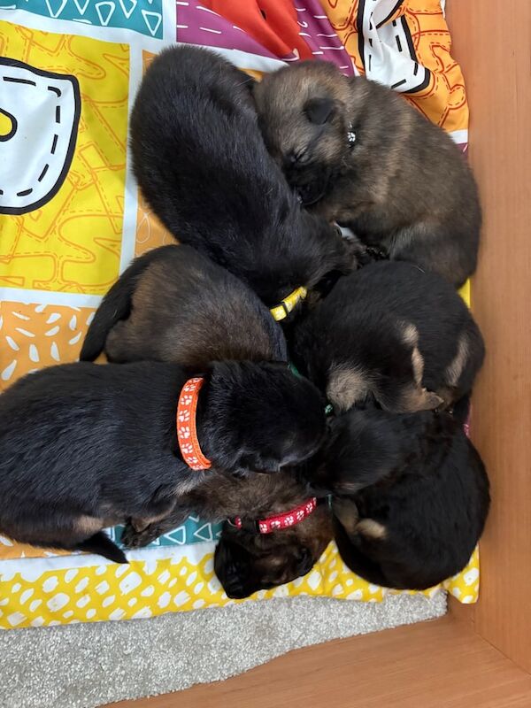 German Shepherd puppies for sale in Hamilton, Lanarkshire – KC registered, 3 weeks old