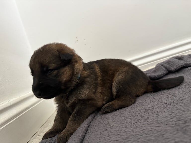 German Shepherd puppies for sale in Hamilton, Lanarkshire – KC registered, 3 weeks old - Image 2 of 3