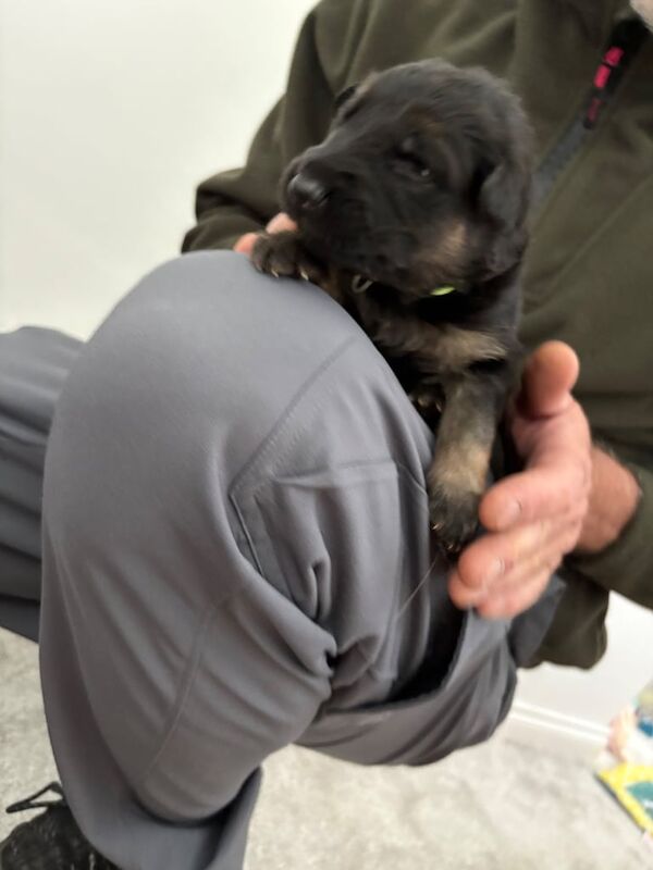 German Shepherd puppies for sale in Hamilton, Lanarkshire – KC registered, 3 weeks old - Image 3 of 3