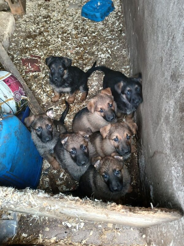 German Shepherd puppies for sale in Fintona, County Tyrone – 6 weeks old
