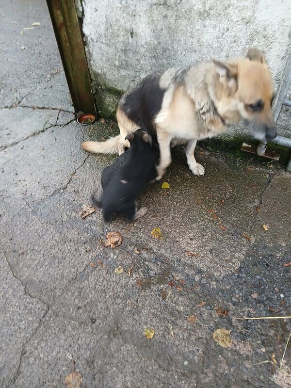 German Shepherd puppies for sale in Fintona, County Tyrone – 7 weeks old - Image 3 of 3