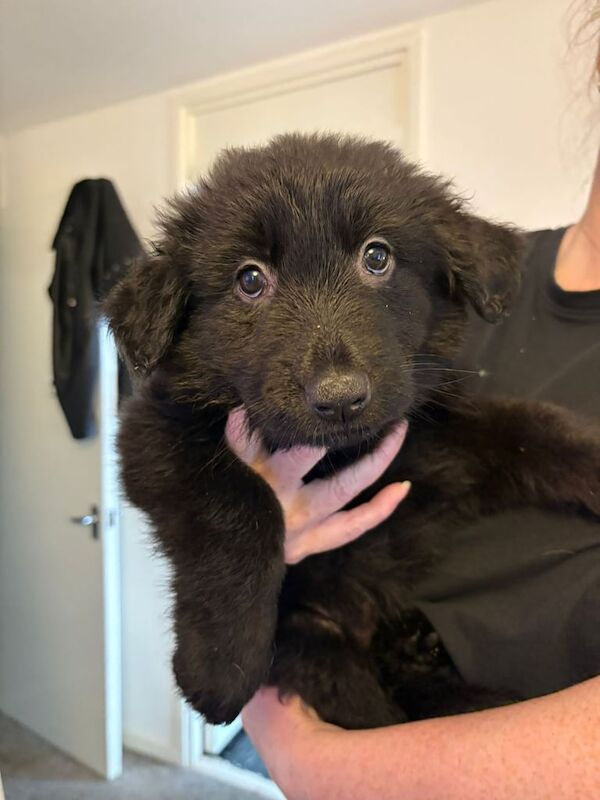 German Shepherd puppies for sale in Leith, City of Edinburgh – KC registered, 6 weeks old