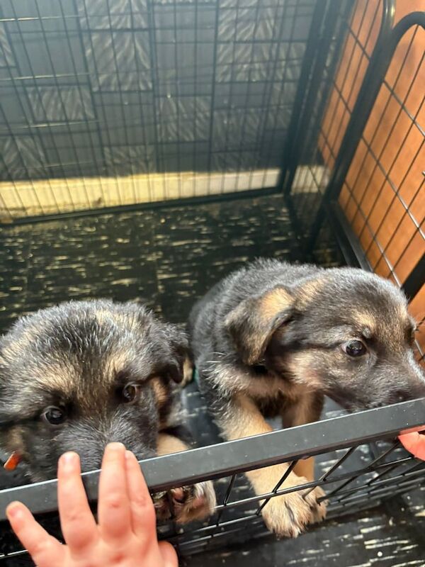German Shepherd puppies for sale in Leith, City of Edinburgh – KC registered, 6 weeks old - Image 2 of 3