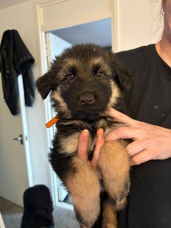 German Shepherd puppies for sale in Leith, City of Edinburgh – KC registered, 6 weeks old - Image 3 of 3