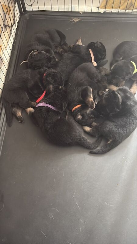 German Shepherd puppies for sale in Scunthorpe, Lincolnshire – 3 months old - Image 2 of 3