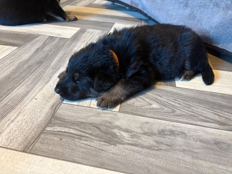 German Shepherd puppies for sale in Scunthorpe, Lincolnshire – 3 months old - Image 3 of 3