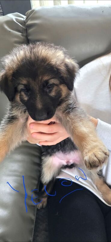 German Shepherd puppies for sale in Irvine, Ayrshire and Arran – 7 weeks old - Image 2 of 3