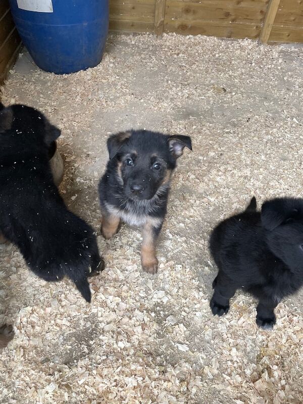 German shepherd pups - Image 2 of 3