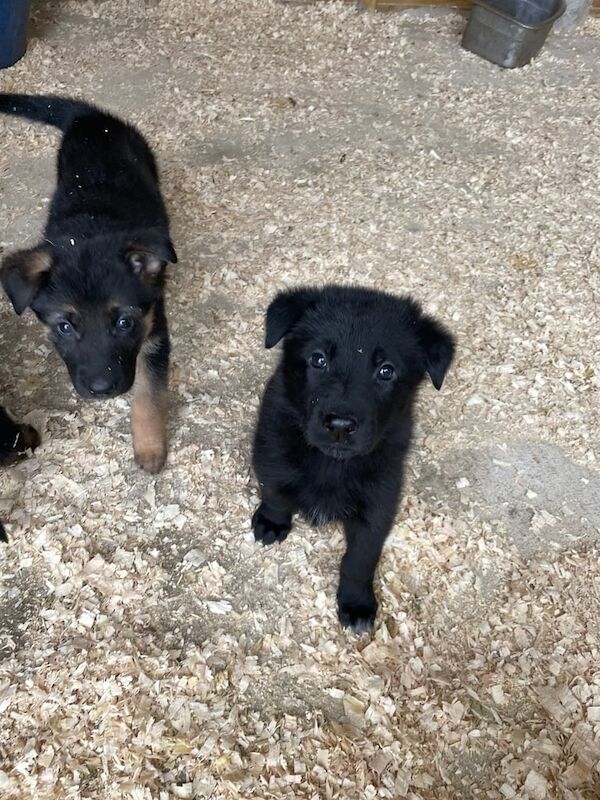 German shepherd pups - Image 3 of 3