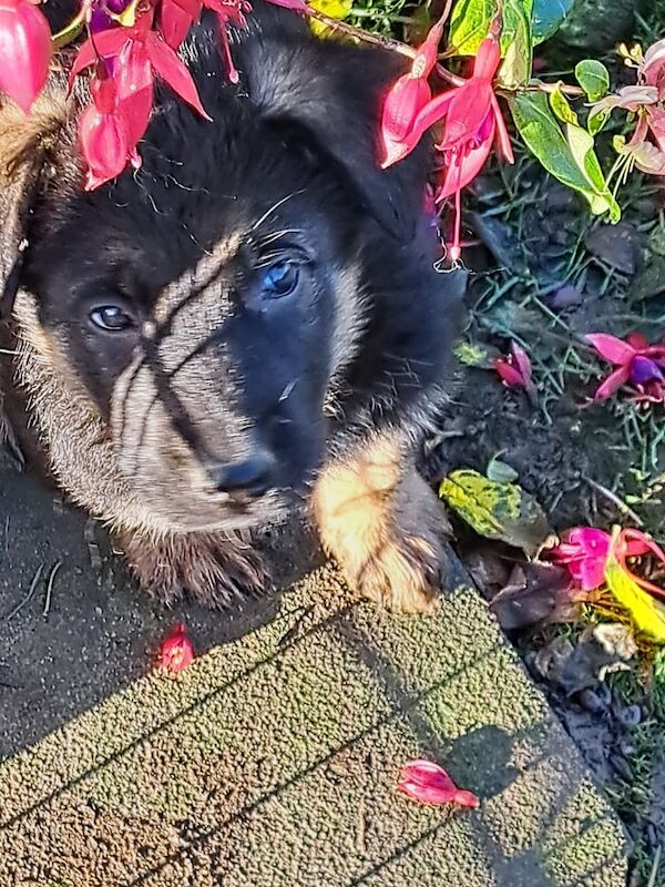 German Shepherd puppies for sale in Portaferry, County Down – 8 weeks old