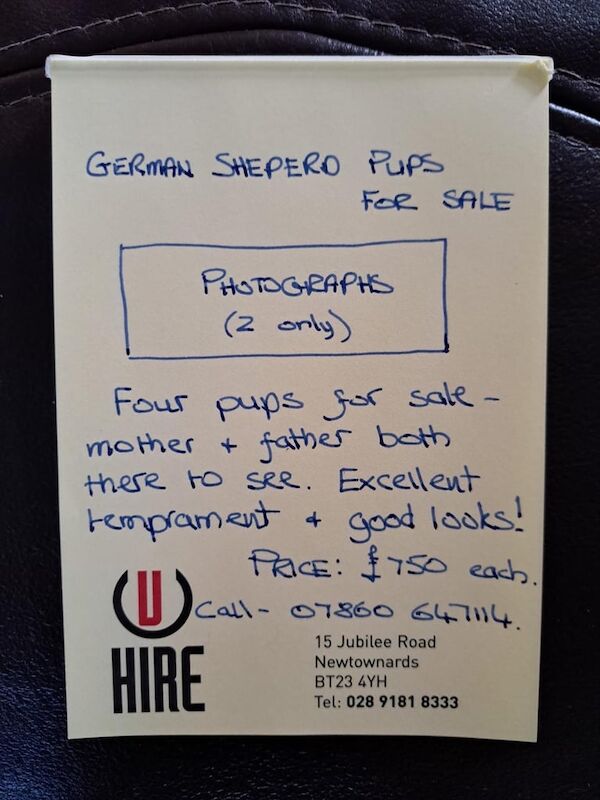 German Shepherd puppies for sale in Portaferry, County Down – 8 weeks old - Image 2 of 5