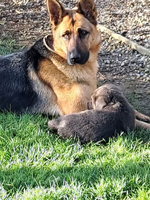 German Shepherd puppies for sale in Portaferry, County Down – 8 weeks old - Image 3 of 5