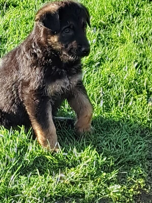 German Shepherd puppies for sale in Portaferry, County Down – 8 weeks old - Image 4 of 5