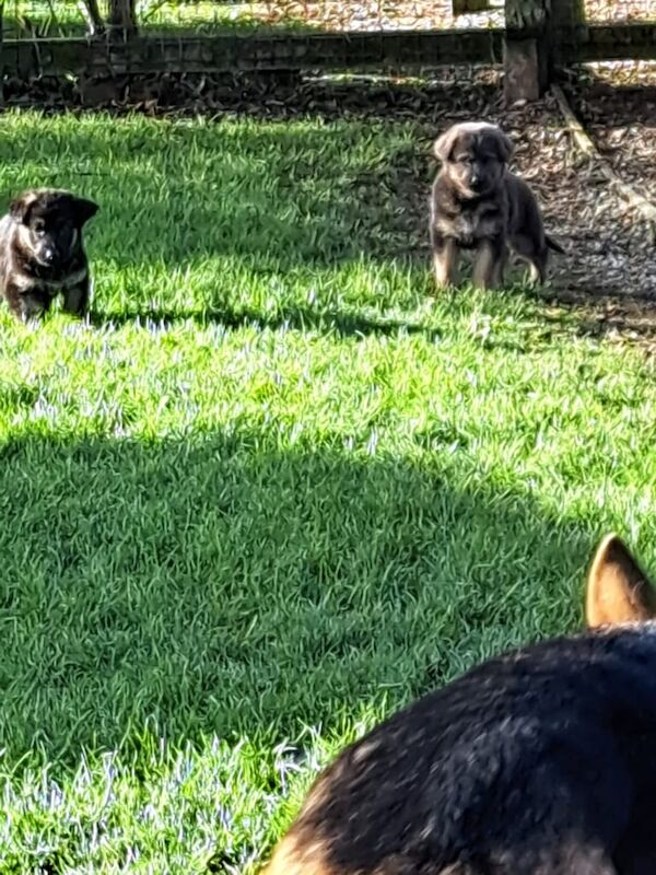 German Shepherd puppies for sale in Portaferry, County Down – 8 weeks old - Image 5 of 5