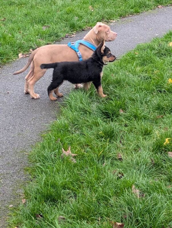 German Shepherd puppies for sale in Huddersfield, West Yorkshire β 8 weeks old