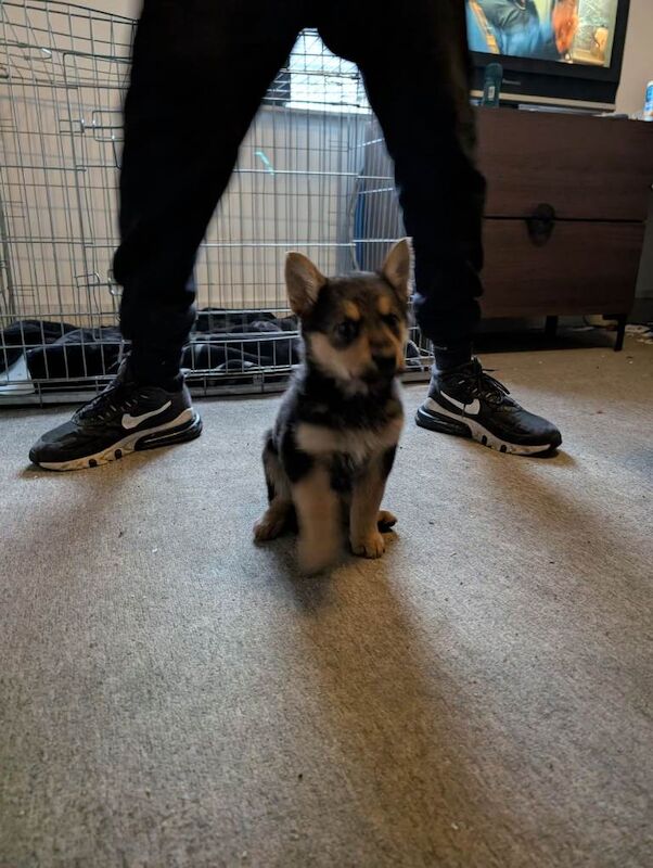 German shepherd pups - Image 3 of 4