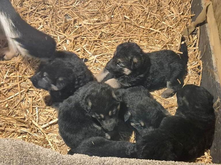 German Shepherd puppies for sale in Castlederg, County Tyrone – 3 weeks old