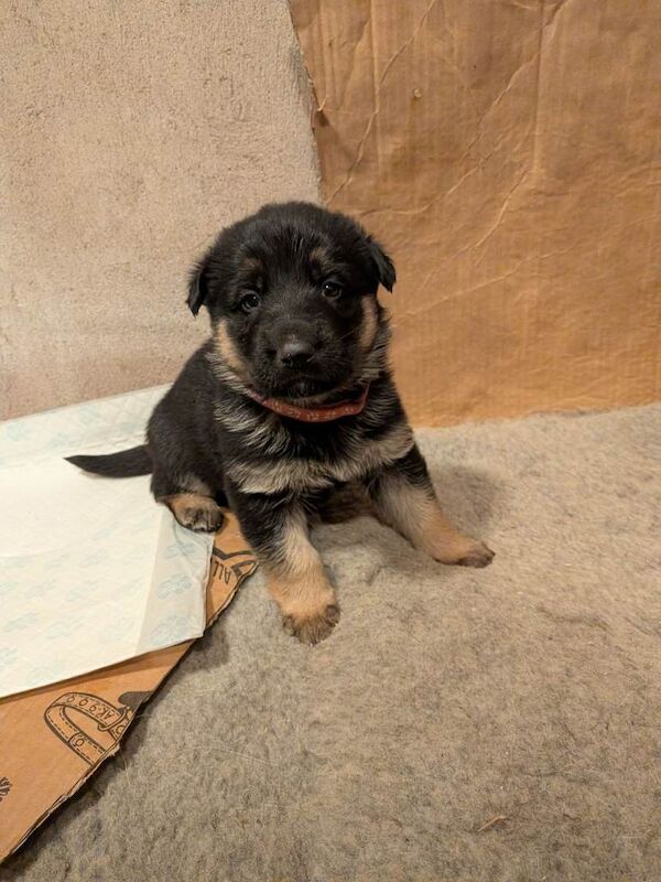 German Shepherd puppies for sale in Omagh, County Tyrone – 3 weeks old