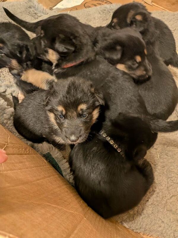 German Shepherd Pups - Image 2 of 3