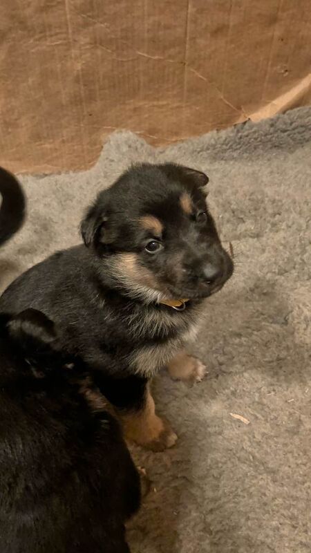 German Shepherd Pups - Image 3 of 3