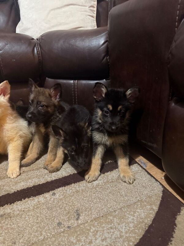 German Shepherd puppies for sale in Newry, County Armagh – 8 weeks old - Image 2 of 3