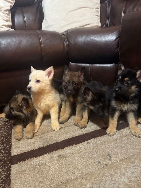 German Shepherd puppies for sale in Newry, County Armagh – 8 weeks old - Image 3 of 3