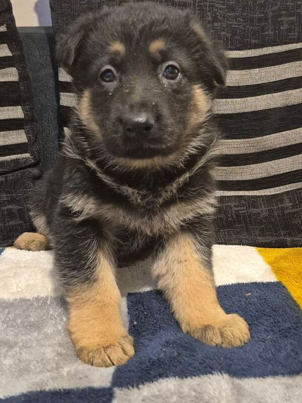 German Shepherd puppies for sale in Castlederg, County Tyrone β 7 weeks old