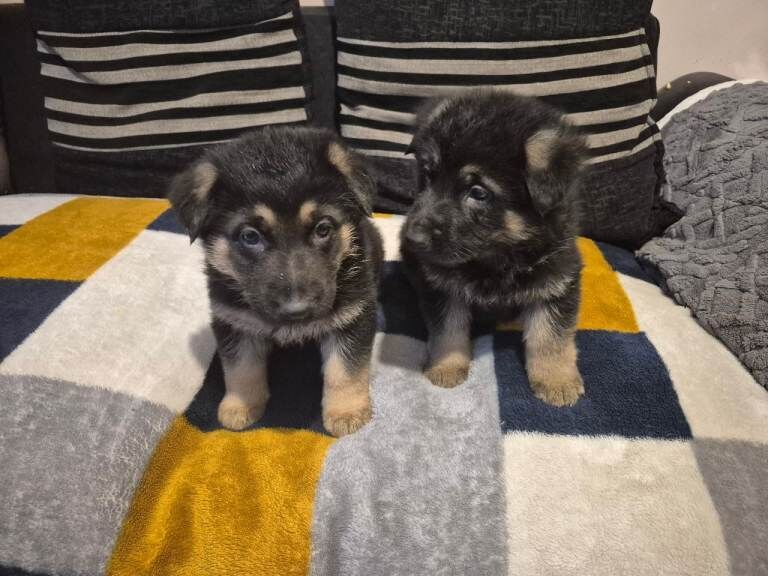 German Shepherd puppies for sale in Castlederg, County Tyrone – 7 weeks old - Image 2 of 4