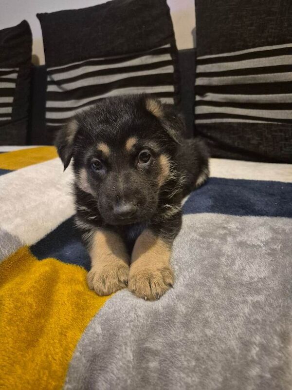 German Shepherd puppies for sale in Castlederg, County Tyrone – 7 weeks old - Image 3 of 4