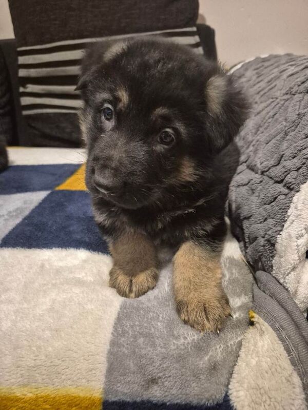 German Shepherd puppies for sale in Castlederg, County Tyrone – 7 weeks old - Image 4 of 4