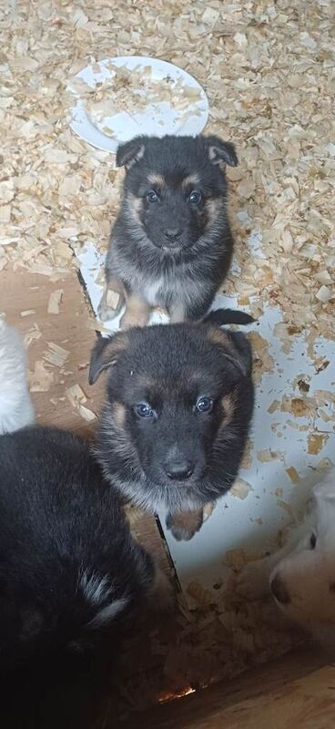 German Shepherd puppies for sale in Fraserburgh, Aberdeenshire – 6 weeks old
