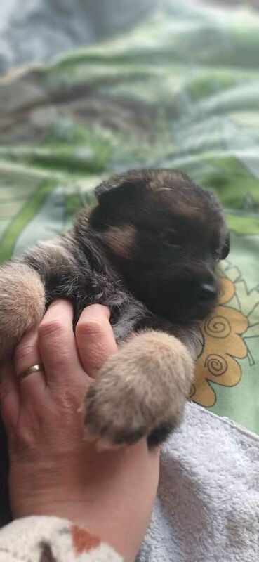 German shepherd pups - Image 2 of 4