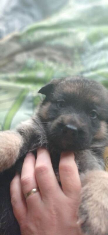 German shepherd pups - Image 3 of 4