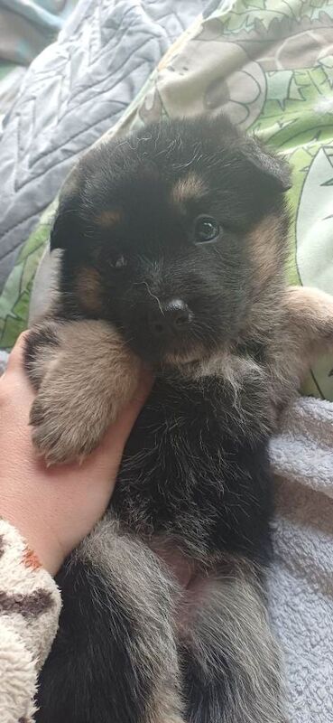 German shepherd pups - Image 4 of 4