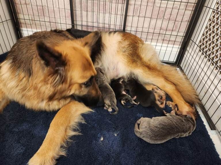 German Shepherd puppies for sale in Sunderland, Tyne and Wear – KC registered, 5 weeks old