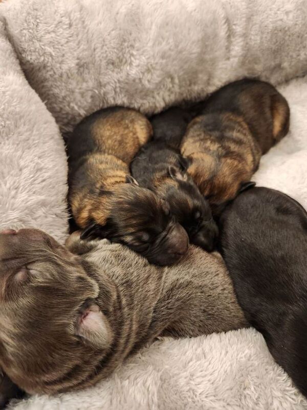 German Shepherd puppies for sale in Sunderland, Tyne and Wear – KC registered, 3 weeks old - Image 3 of 4