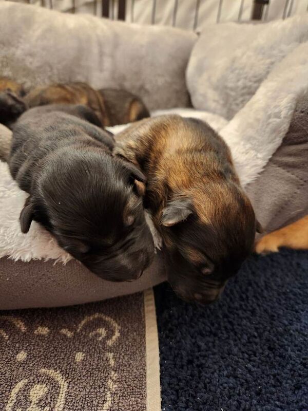 German Shepherd puppies for sale in Sunderland, Tyne and Wear – KC registered, 3 weeks old - Image 4 of 4